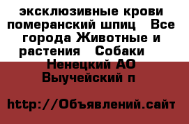 эксклюзивные крови-померанский шпиц - Все города Животные и растения » Собаки   . Ненецкий АО,Выучейский п.